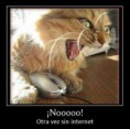 /album/humor-gatuno-/internet-jpg/